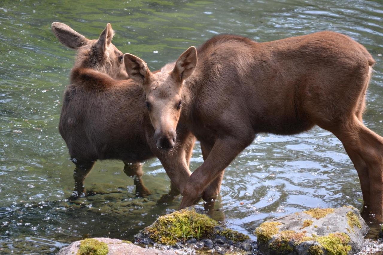 Box Canyon Cabins Seward Bagian luar foto